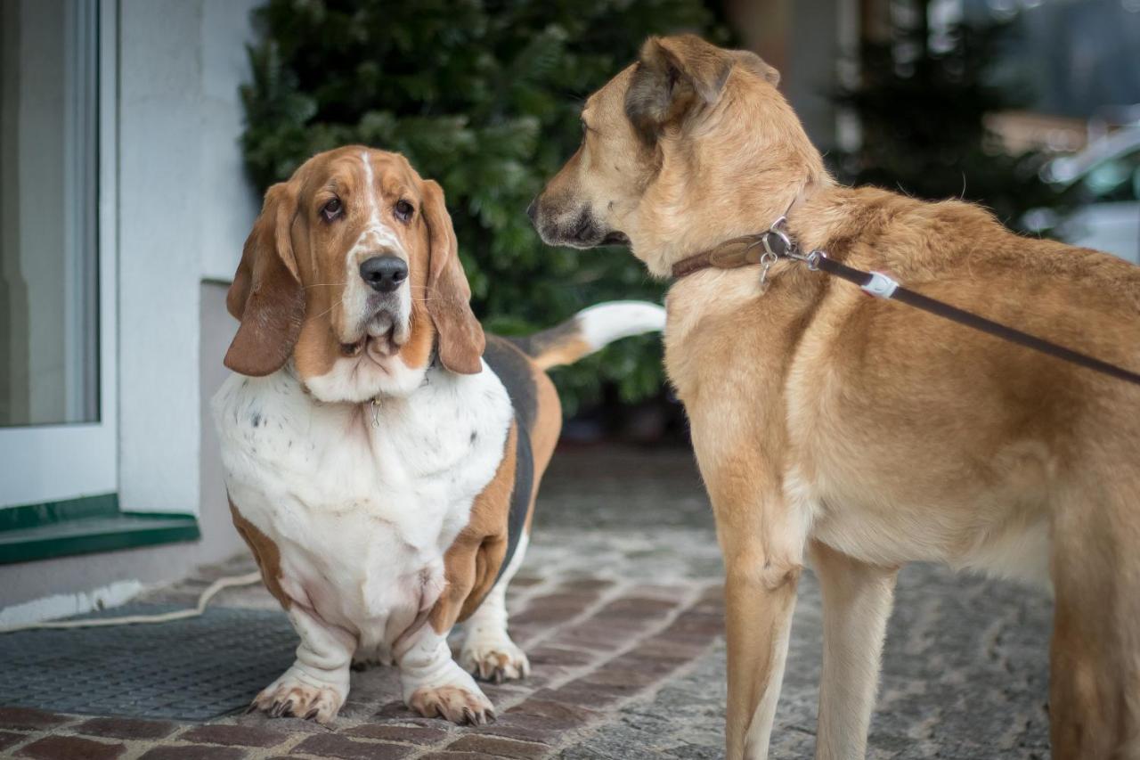 Hotel Magdalena Im Zillertal - Urlaub Mit Hund Ried im Zillertal Εξωτερικό φωτογραφία
